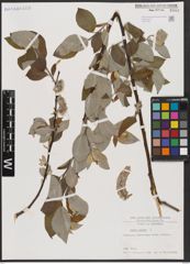 Foto von Salix caprea L.